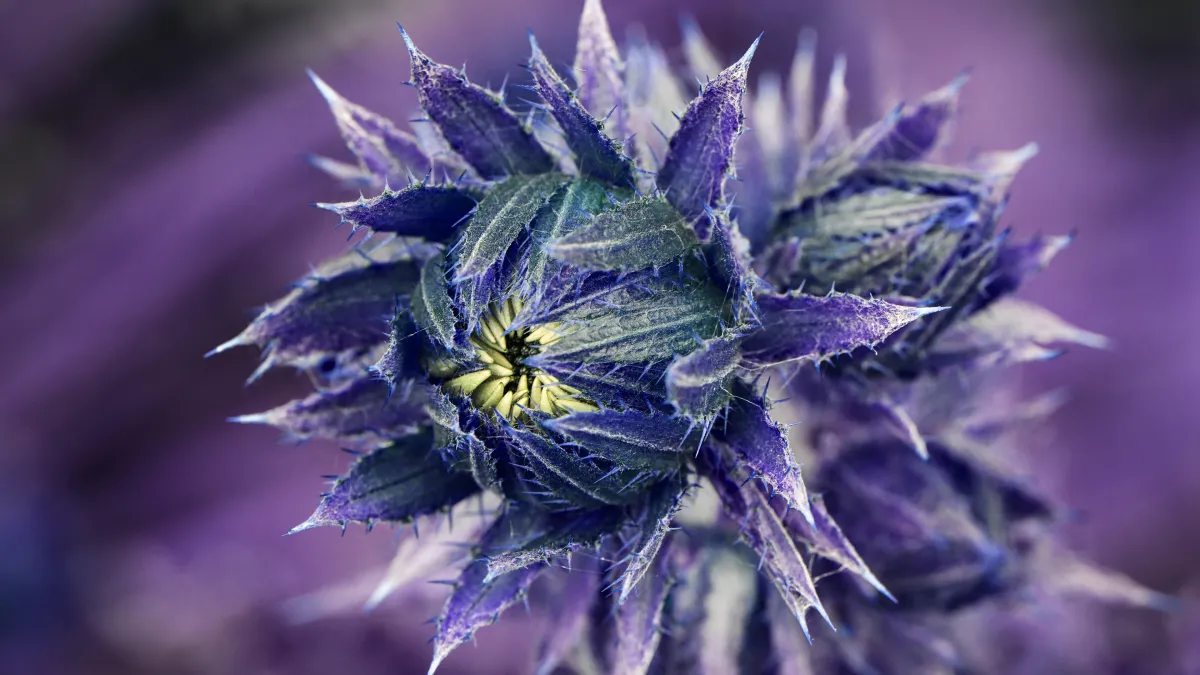 Transitions: Thistle