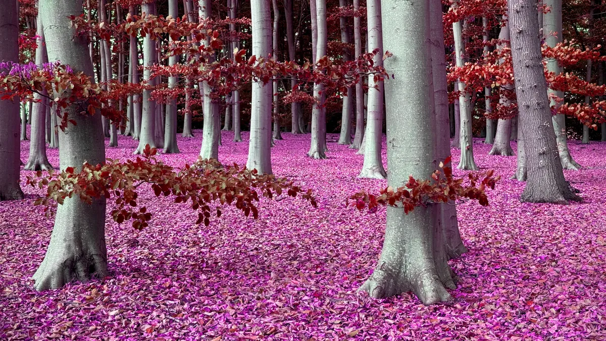 Transitions: Treescape